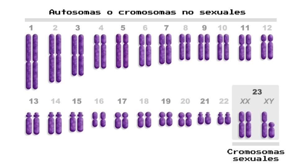 Esquema cromosómico para el artículo sobre la secuenciación del cromosoma Y