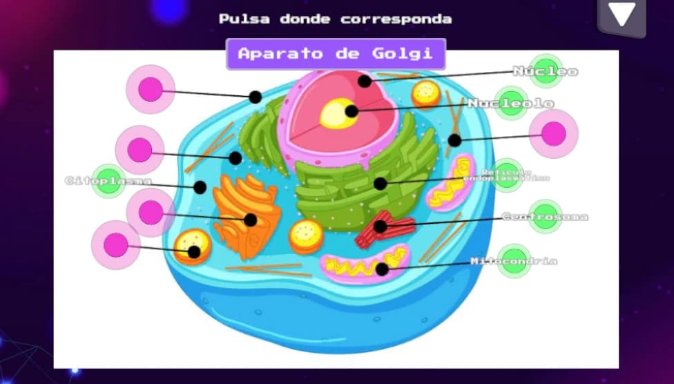 Pantalla del juego de NeoDogma con una leccion visual sobre la neurona y sus partes.